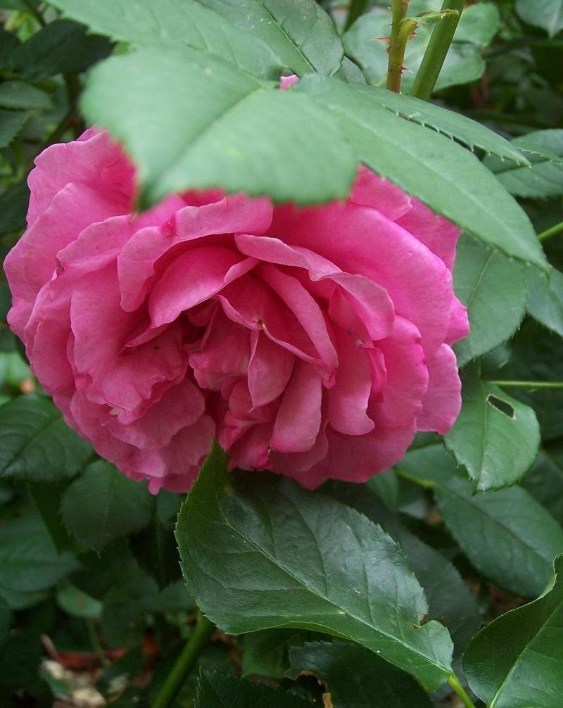 Rosa Hybrid Tea Yves Piaget - View 11 from www redcrocus com