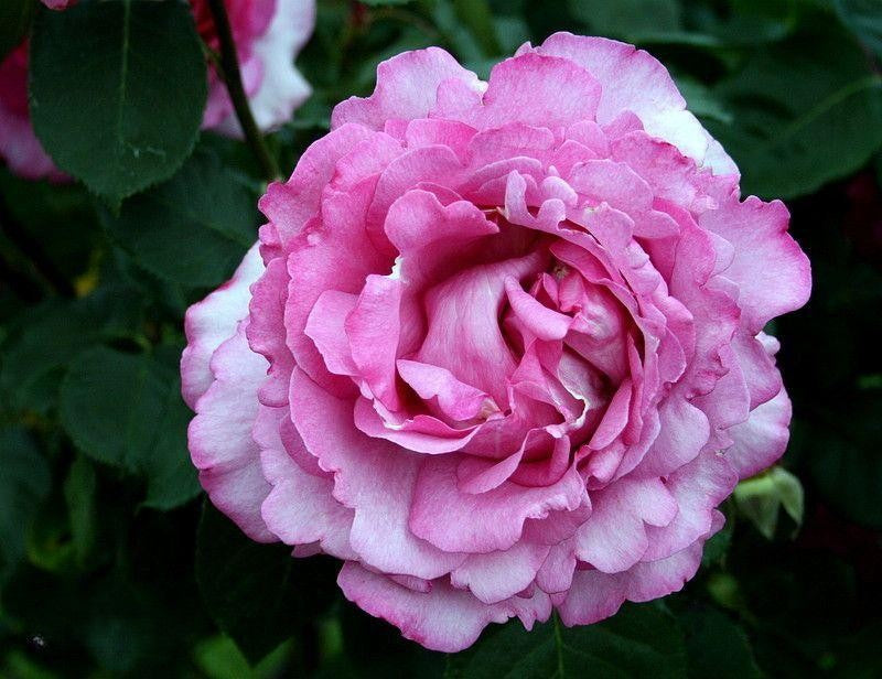 Rosa Hybrid Tea Yves Piaget - View 12 from www redcrocus com