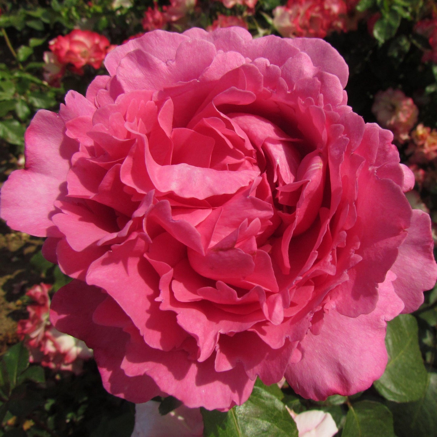 Rosa Hybrid Tea Yves Piaget - View 13 from www redcrocus com