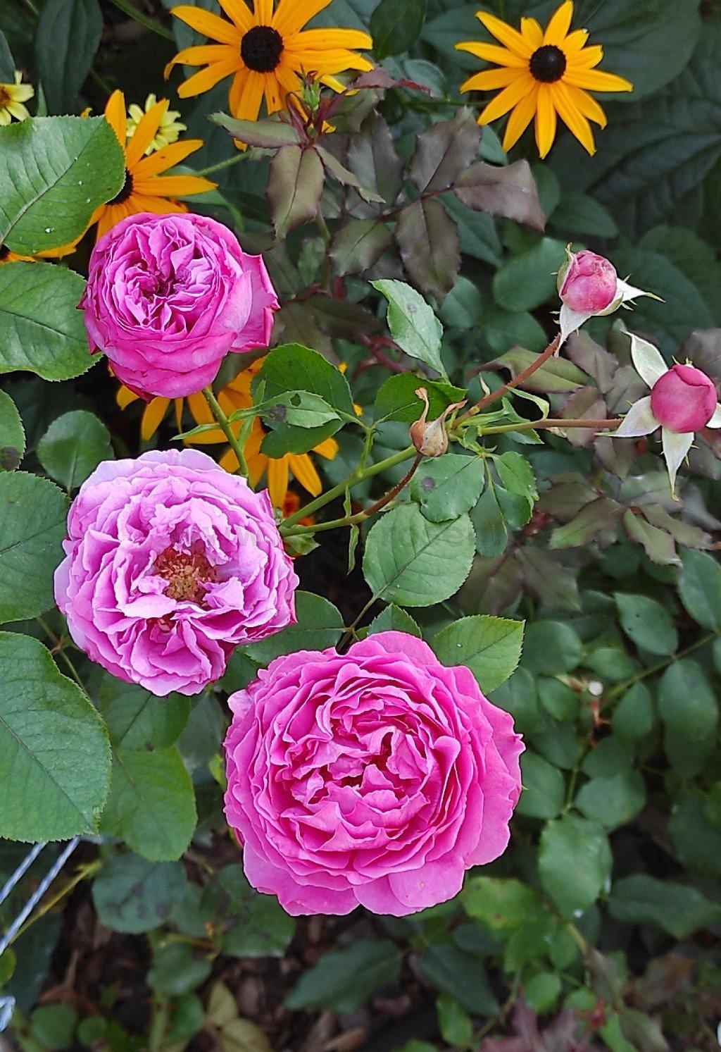 Rosa Hybrid Tea Yves Piaget - View 14 from www redcrocus com