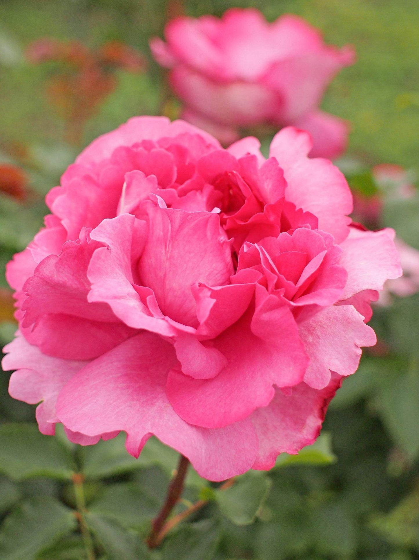 Rosa Hybrid Tea Yves Piaget - View 15 from www redcrocus com