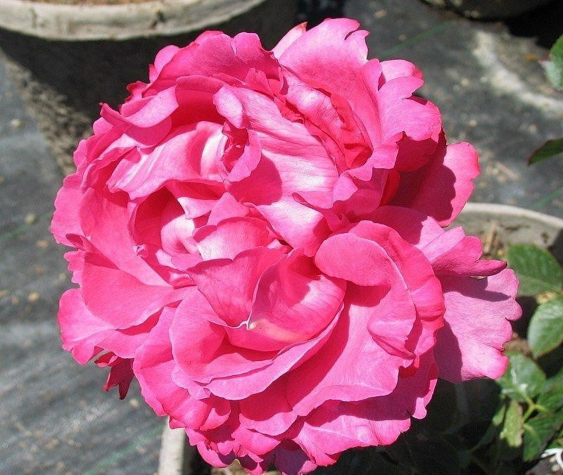 Rosa Hybrid Tea Yves Piaget - View 18 from www redcrocus com
