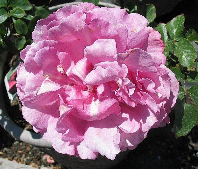 Rosa Hybrid Tea Yves Piaget - View 19 from www redcrocus com