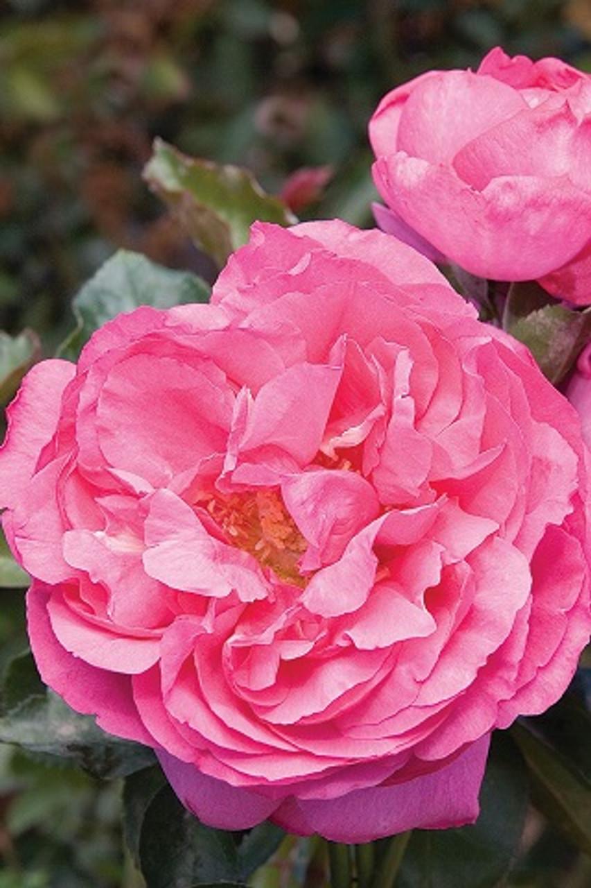 Rosa Hybrid Tea Yves Piaget - View 1 from www redcrocus com