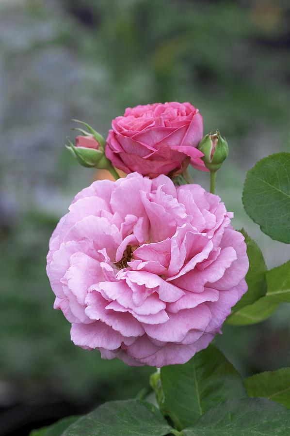 Rosa Hybrid Tea Yves Piaget - View 2 from www redcrocus com