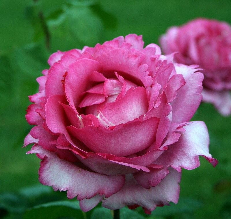 Rosa Hybrid Tea Yves Piaget - View 3 from www redcrocus com