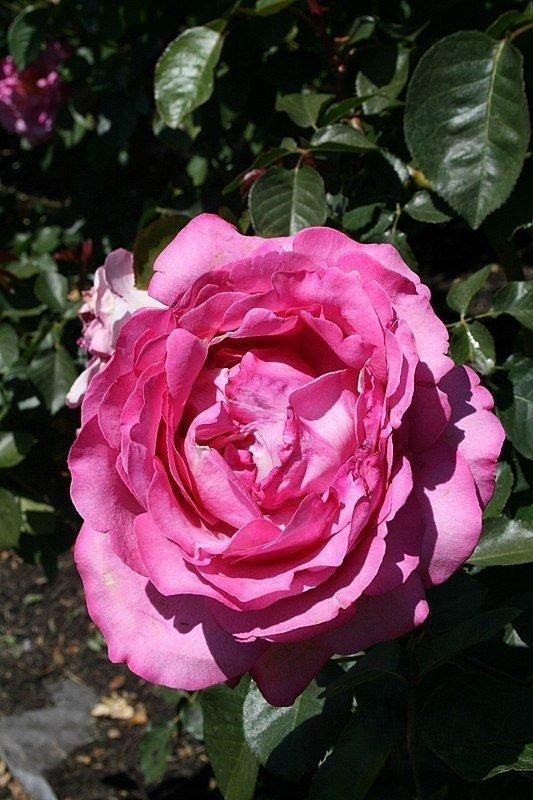 Rosa Hybrid Tea Yves Piaget - View 4 from www redcrocus com