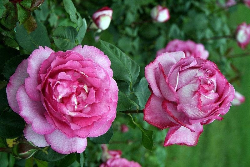 Rosa Hybrid Tea Yves Piaget - View 5 from www redcrocus com