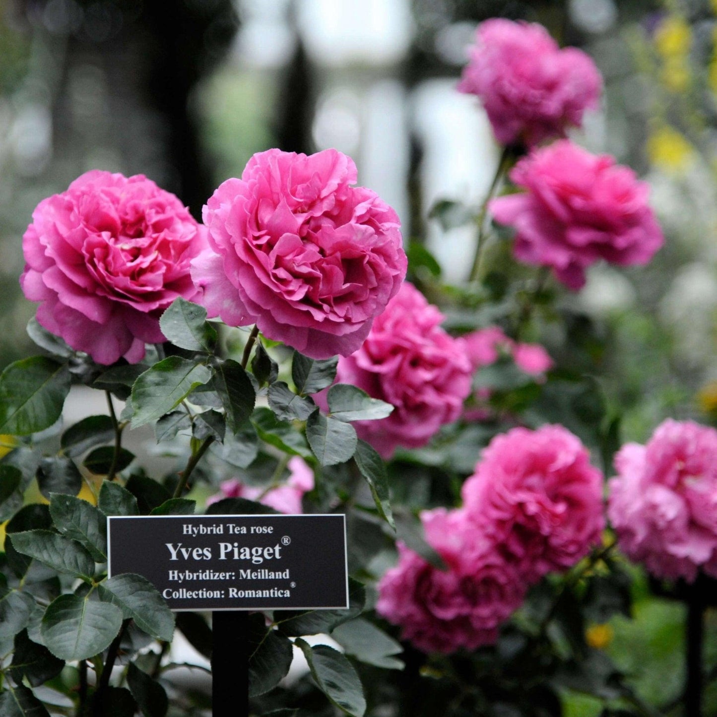 Rosa Hybrid Tea Yves Piaget - View 6 from www redcrocus com
