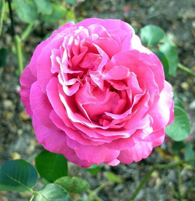 Rosa Hybrid Tea Yves Piaget - View 7 from www redcrocus com