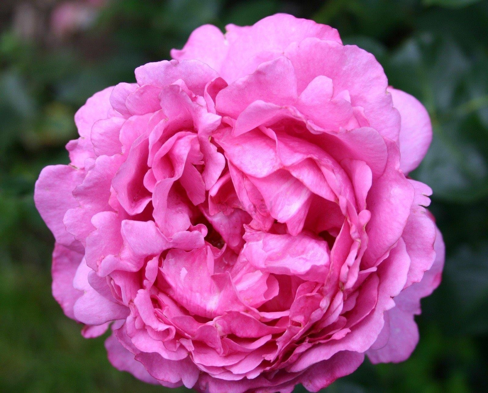 Rosa Hybrid Tea Yves Piaget - View 8 from www redcrocus com