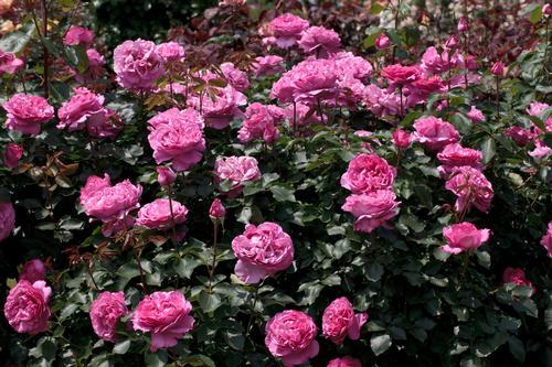 Rosa Hybrid Tea Yves Piaget - View 9 from www redcrocus com