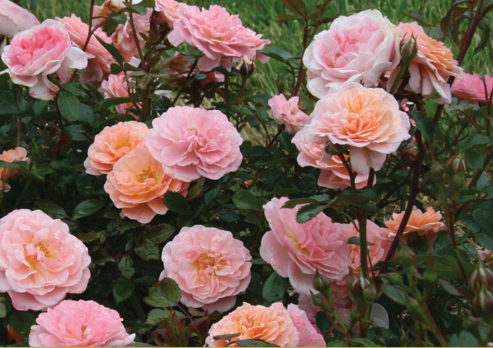 Rosa Landscape Apricot Drift - View 10 from www redcrocus com