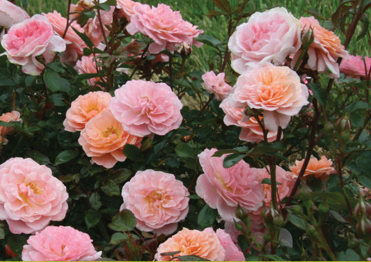 Rosa Landscape Apricot Drift - View 10 from www redcrocus com