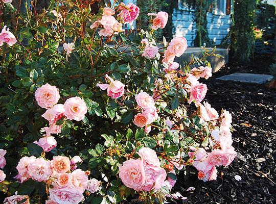 Rosa Landscape Apricot Drift - View 11 from www redcrocus com