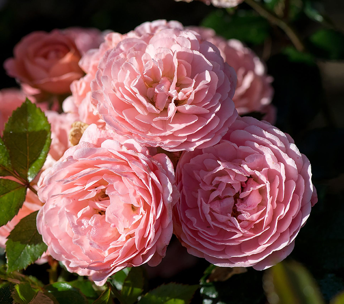 Rosa Landscape Apricot Drift - View 12 from www redcrocus com