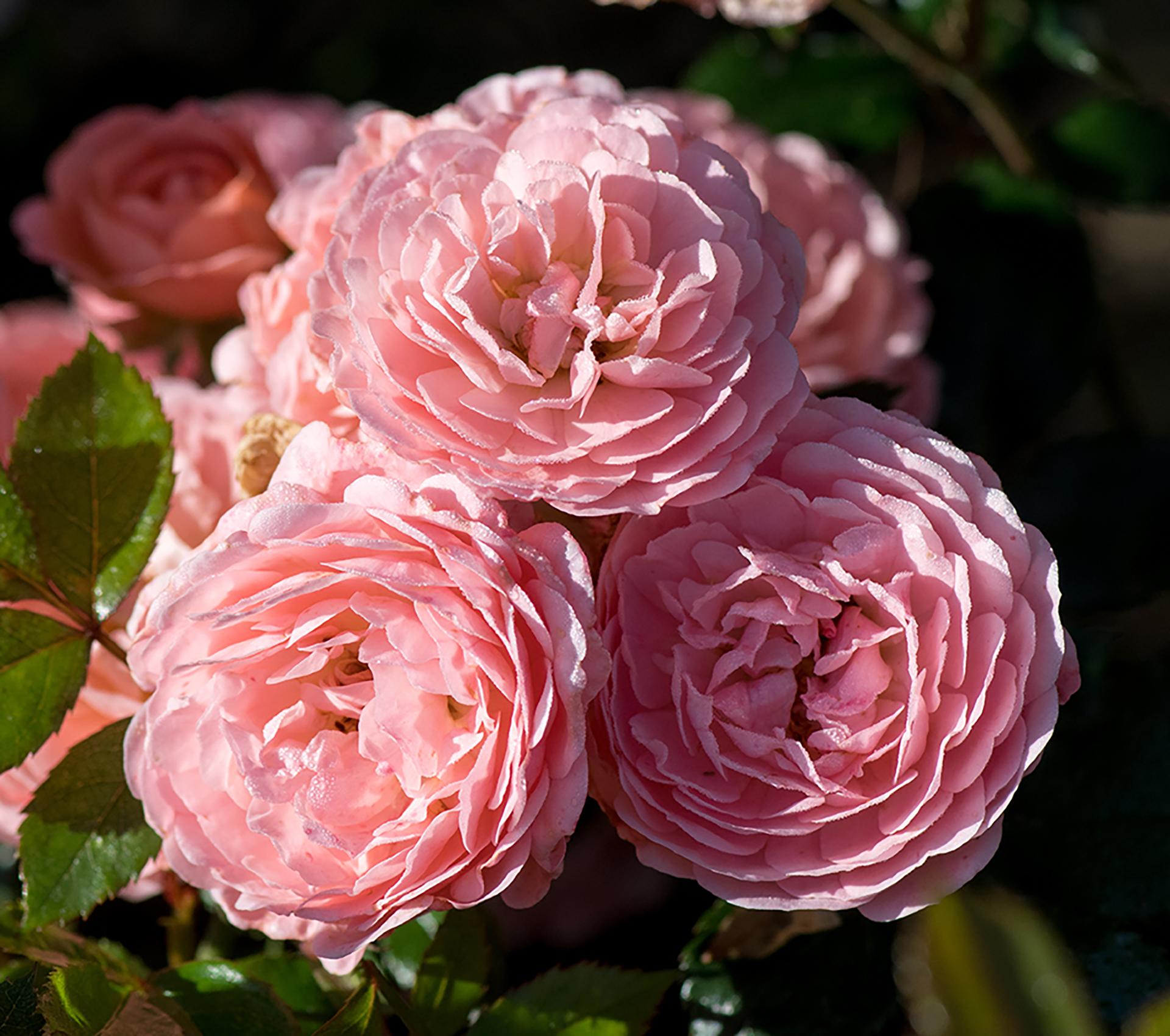 Rosa Landscape Apricot Drift - View 12 from www redcrocus com