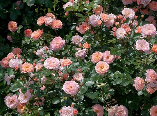 Rosa Landscape Apricot Drift - View 16 from www redcrocus com