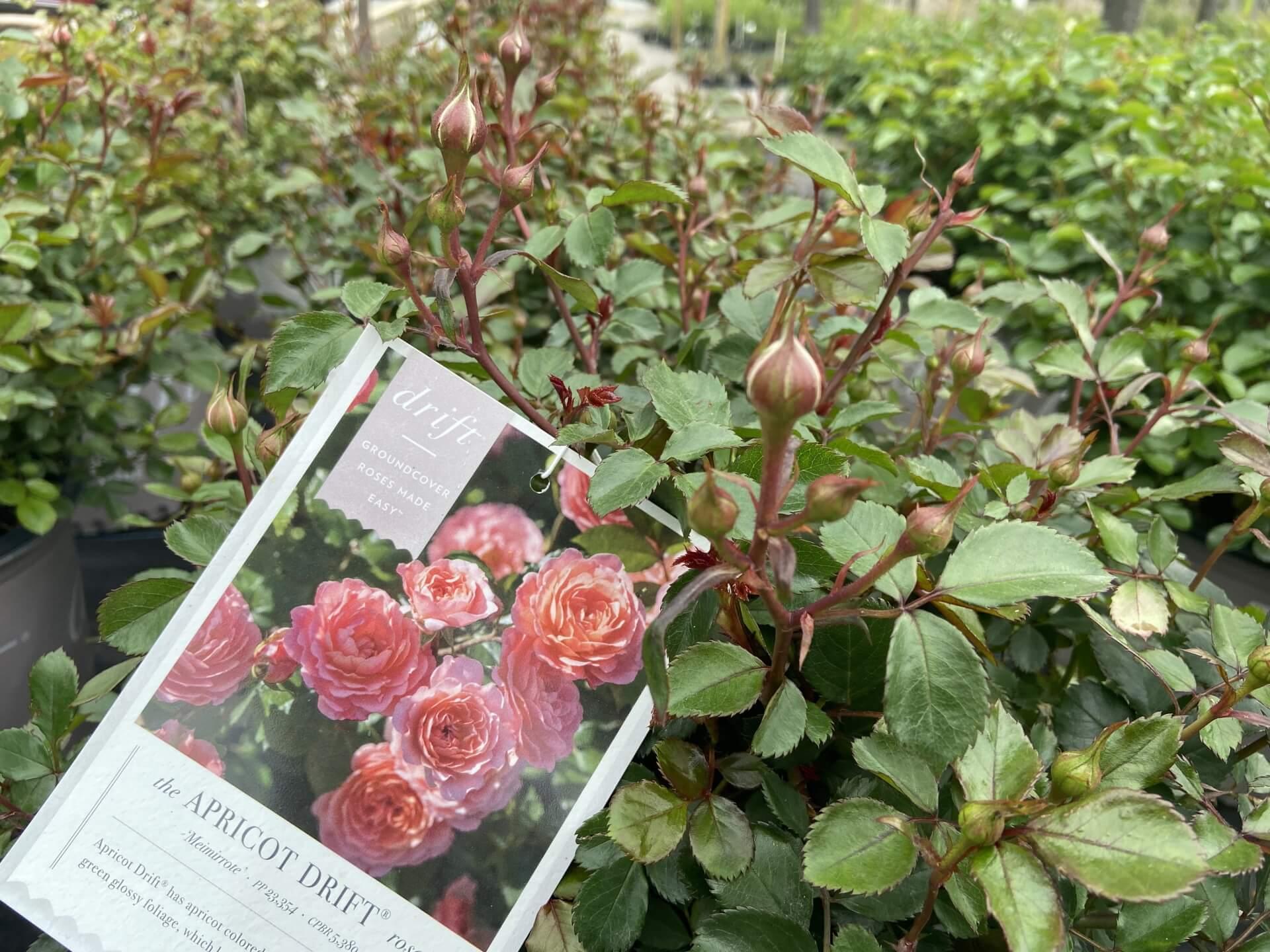 Rosa Landscape Apricot Drift - View 2 from www redcrocus com