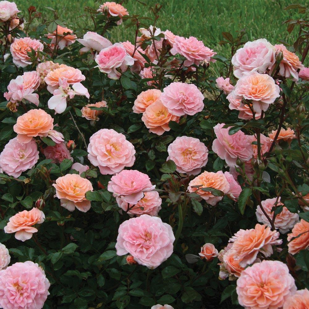 Rosa Landscape Apricot Drift - View 3 from www redcrocus com