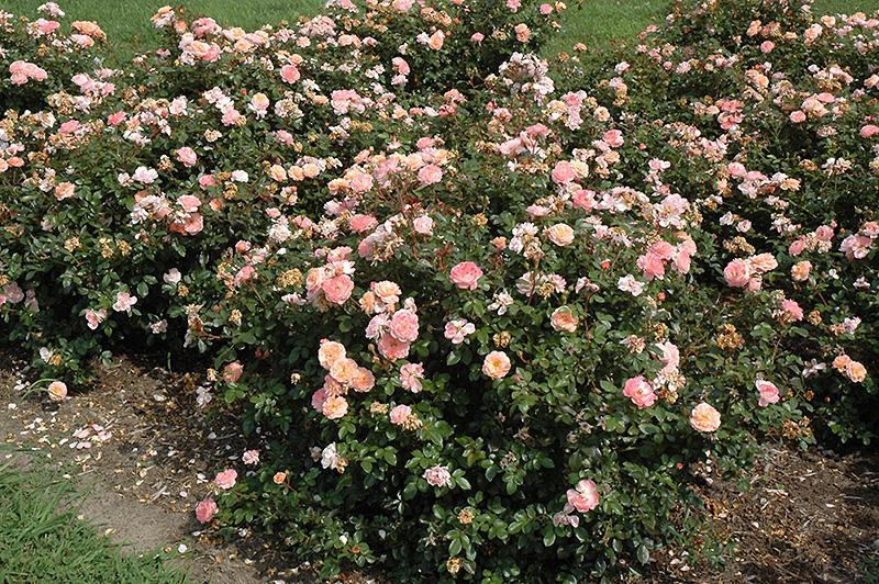 Rosa Landscape Apricot Drift - View 4 from www redcrocus com