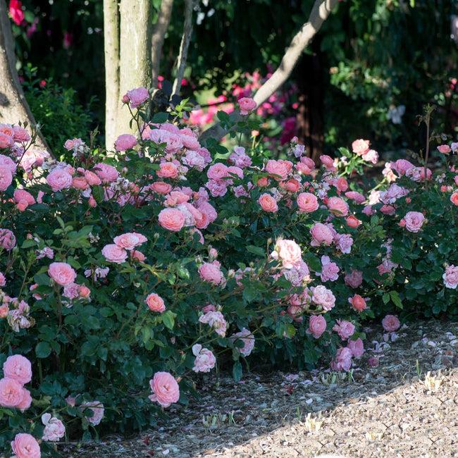 Rosa Landscape Apricot Drift - View 5 from www redcrocus com
