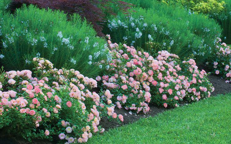 Rosa Landscape Apricot Drift - View 6 from www redcrocus com