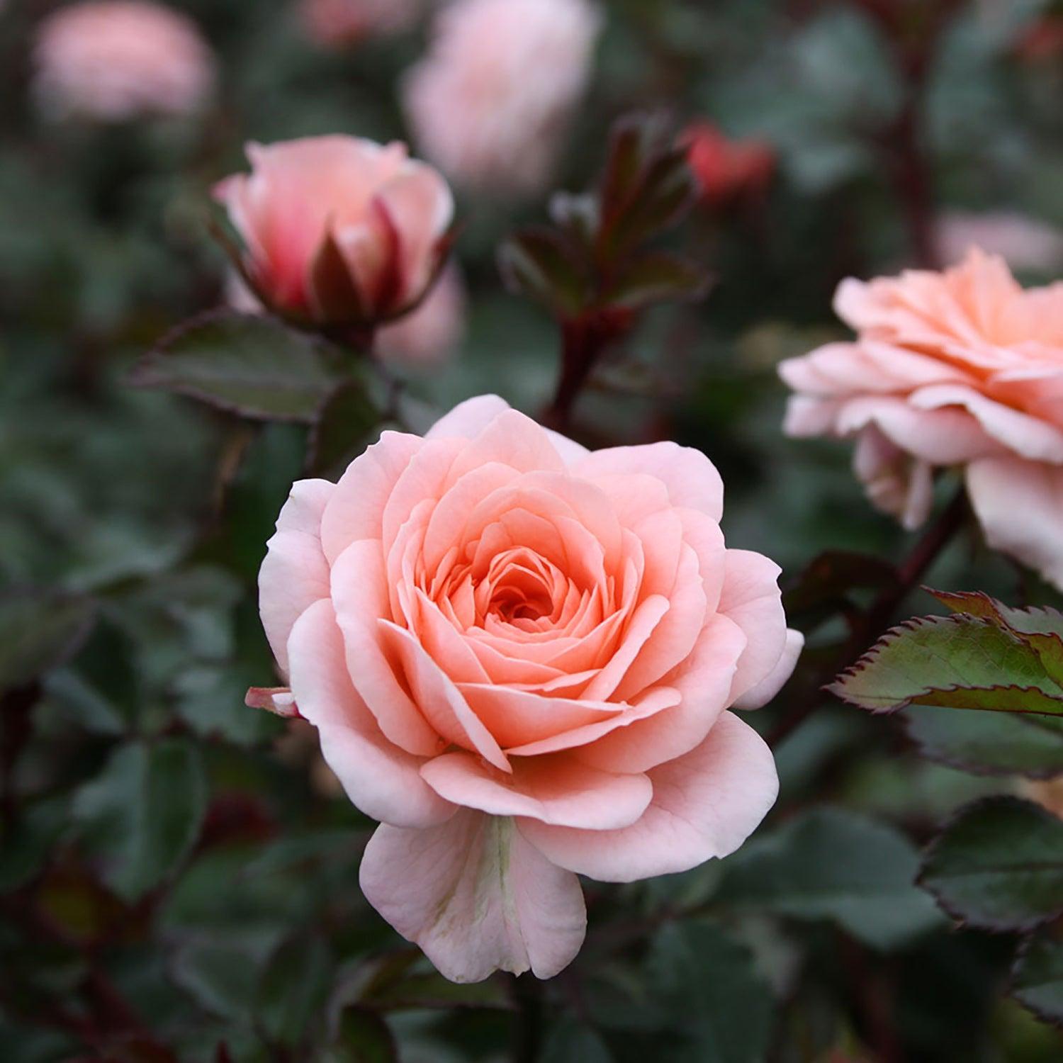 Rosa Landscape Apricot Drift - View 7 from www redcrocus com