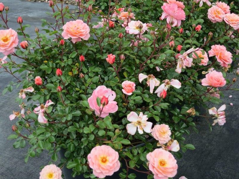 Rosa Landscape Apricot Drift - View 8 from www redcrocus com