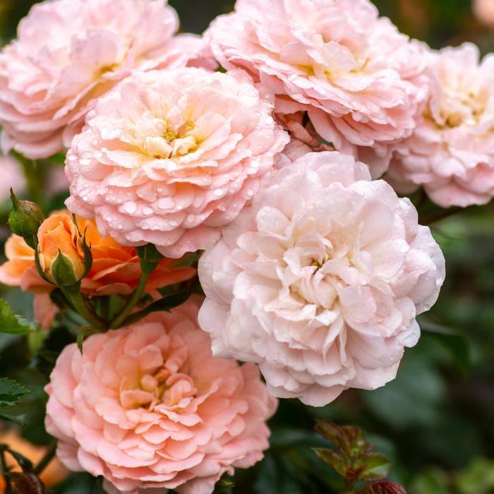 Rosa Landscape Apricot Drift - View 9 from www redcrocus com