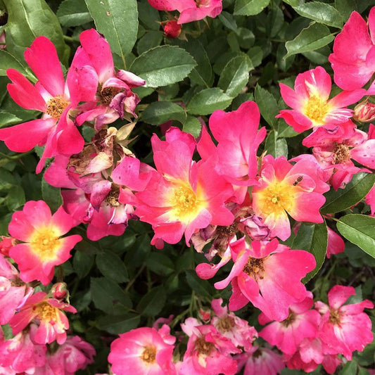 Rosa Landscape Pink Drift - View 10 from www redcrocus com