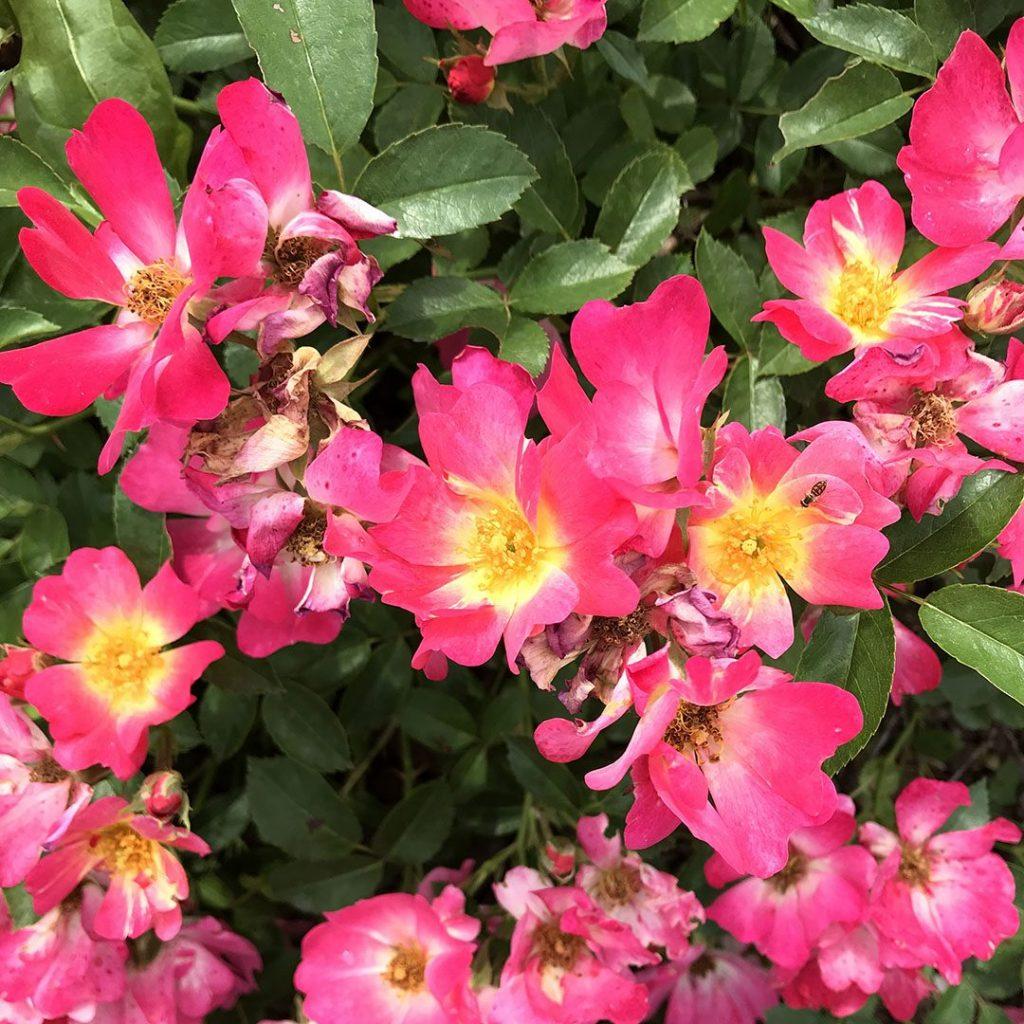 Rosa Landscape Pink Drift - View 10 from www redcrocus com