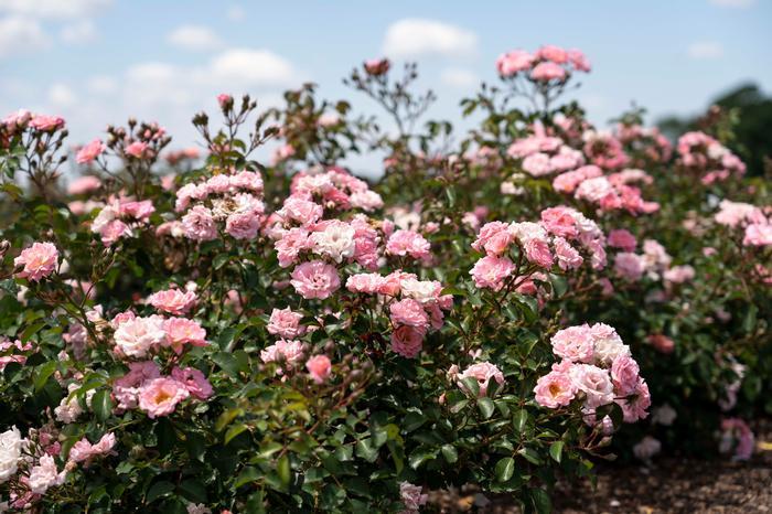 Rosa Landscape Pink Drift - View 11 from www redcrocus com