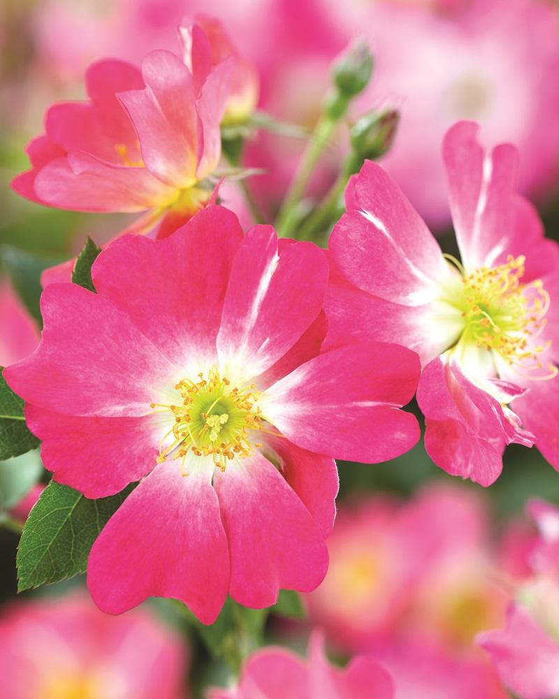Rosa Landscape Pink Drift - View 13 from www redcrocus com