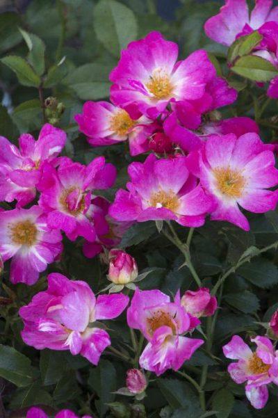 Rosa Landscape Pink Drift - View 14 from www redcrocus com