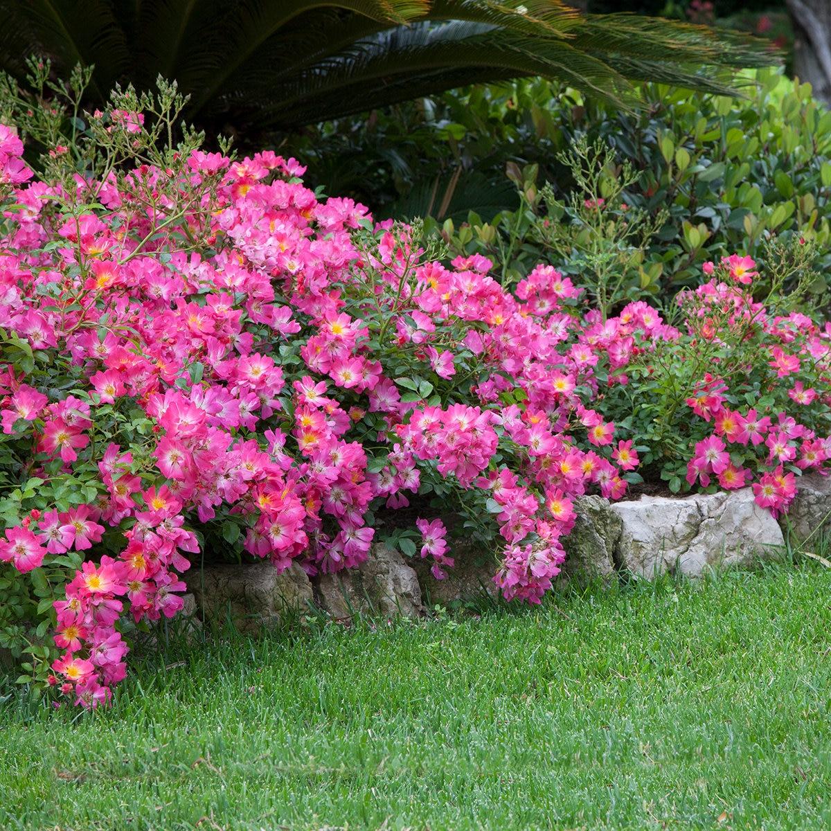 Rosa Landscape Pink Drift - View 2 from www redcrocus com