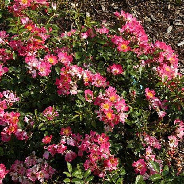 Rosa Landscape Pink Drift - View 3 from www redcrocus com