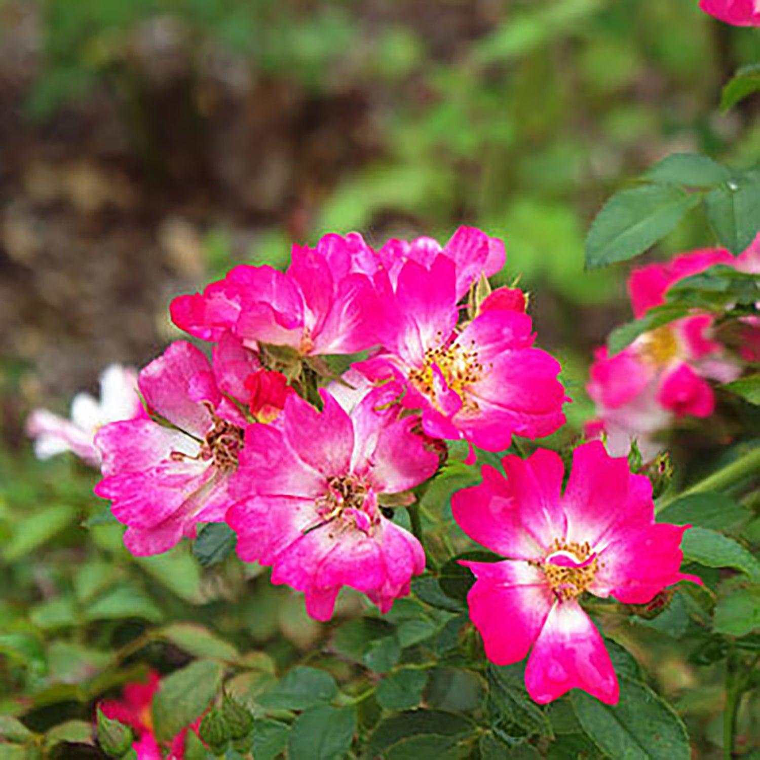 Rosa Landscape Pink Drift - View 4 from www redcrocus com