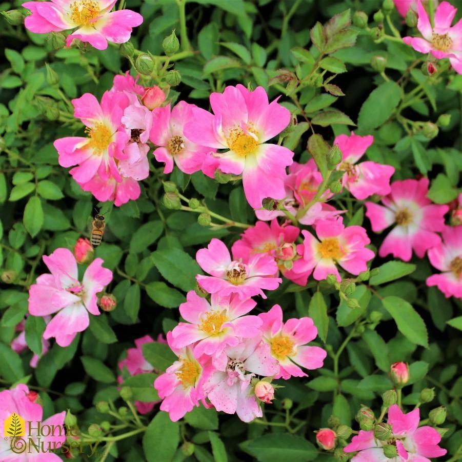 Rosa Landscape Pink Drift - View 7 from www redcrocus com
