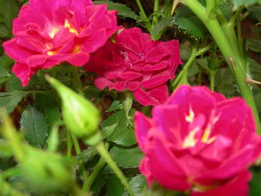 Rosa Landscape Red Drift - View 1 from www redcrocus com