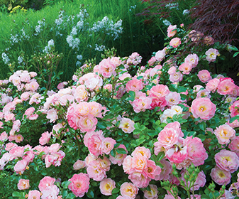 Rosa Landscape Sweet Drift - View 10 from www redcrocus com