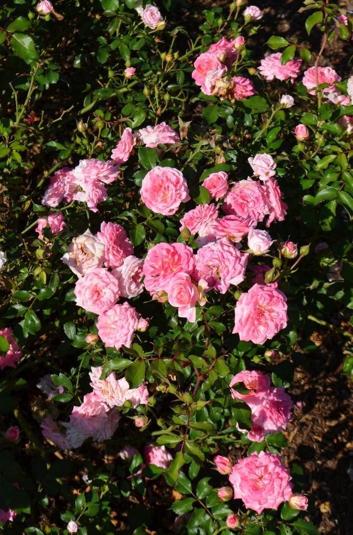 Rosa Landscape Sweet Drift - View 13 from www redcrocus com