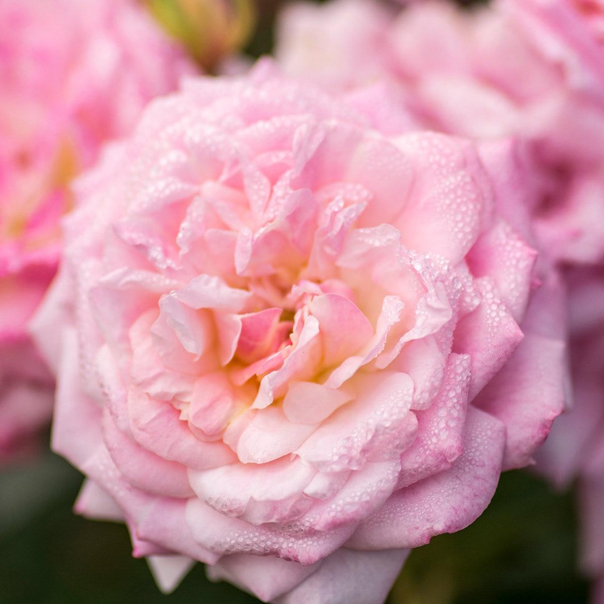 Rosa Landscape Sweet Drift - View 14 from www redcrocus com