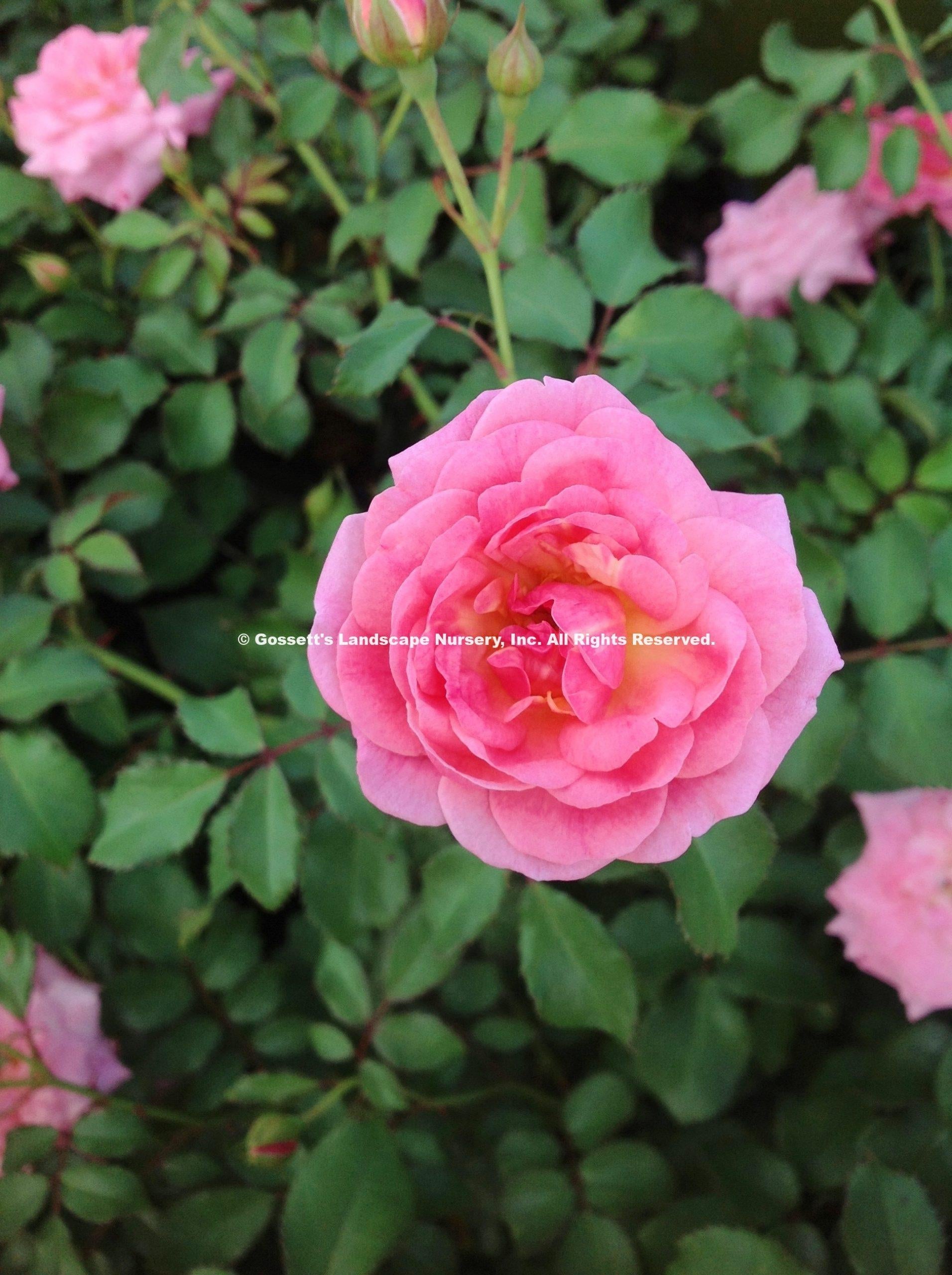Rosa Landscape Sweet Drift - View 16 from www redcrocus com