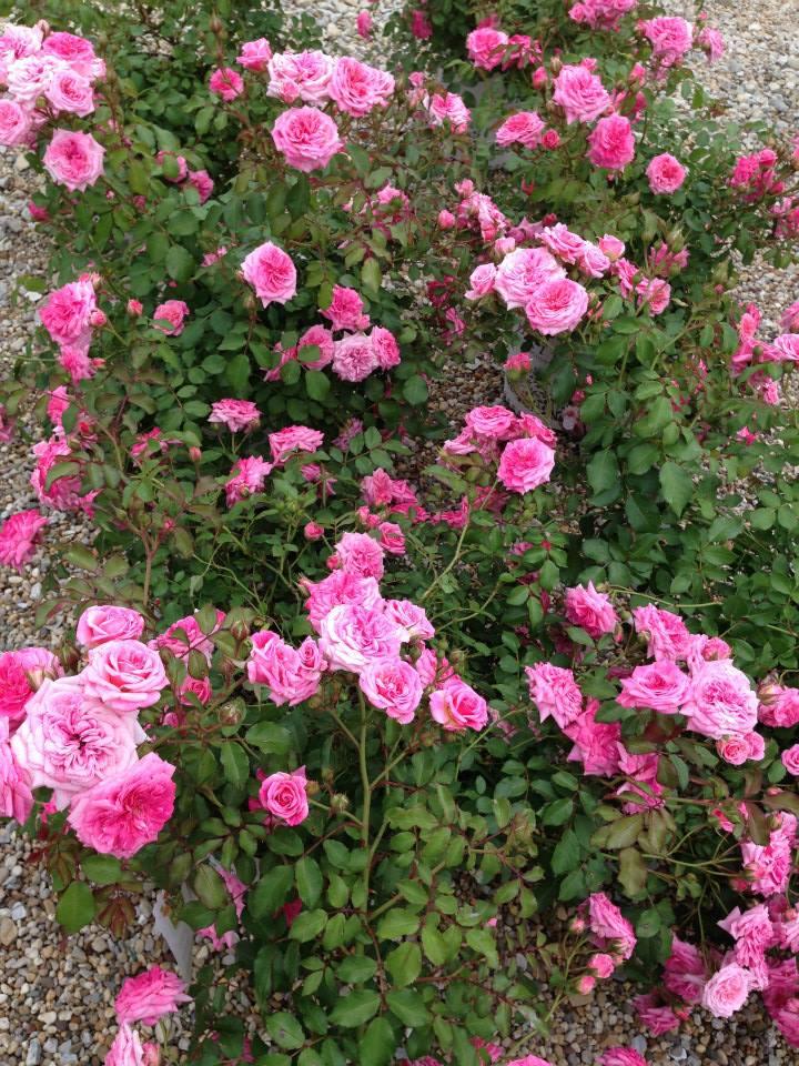 Rosa Landscape Sweet Drift - View 17 from www redcrocus com