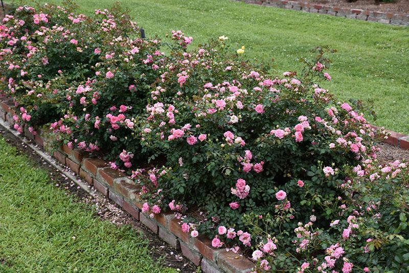 Rosa Landscape Sweet Drift - View 1 from www redcrocus com