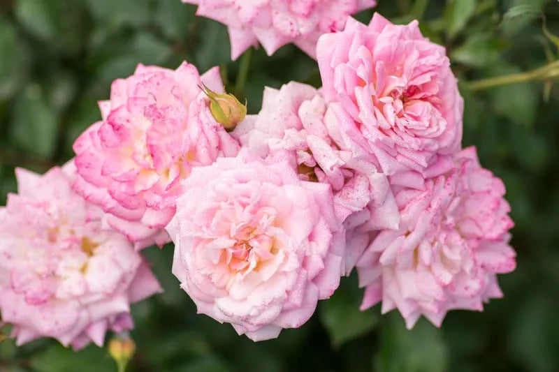 Rosa Landscape Sweet Drift - View 2 from www redcrocus com
