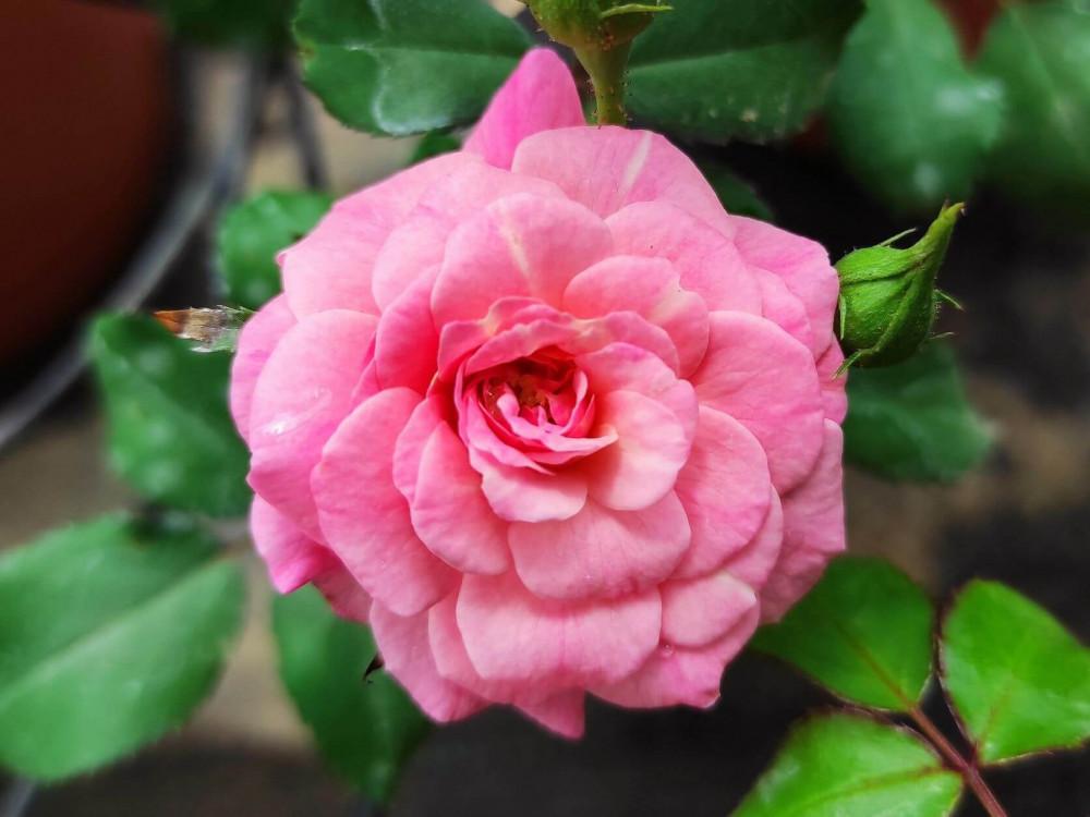 Rosa Landscape Sweet Drift - View 3 from www redcrocus com