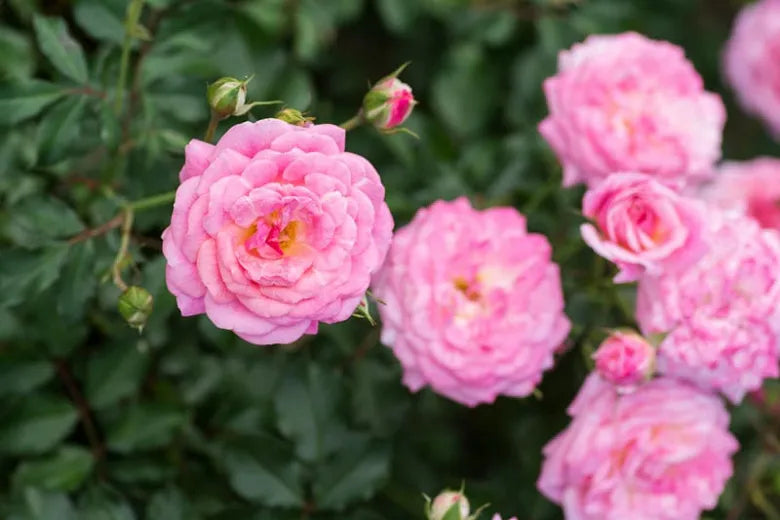Rosa Landscape Sweet Drift - View 4 from www redcrocus com