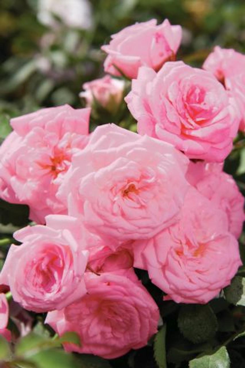 Rosa Landscape Sweet Drift - View 4 from www redcrocus com